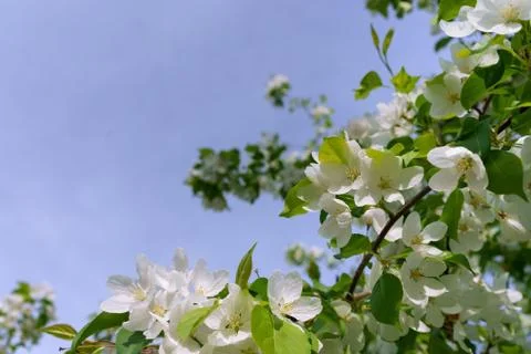 Lush spring flowering apple tree. White flowers strew a branch of a fruit plant Foto stock