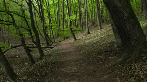 Lush Spring Foliage in Deciduous Forest Stock-Footage 131244749