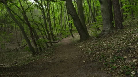 Lush Spring Foliage in Deciduous Forest Stock Footage 131246428