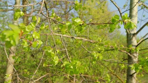 Lush Spring Foliage on Tree Branches under a Clear Blue Sky Bringing Joy and Ser Stock Photos