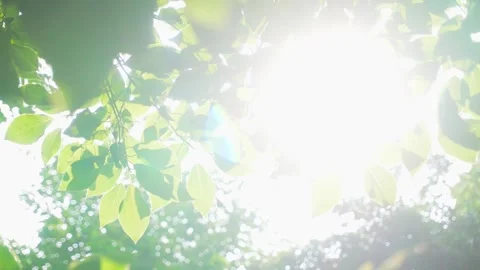 Lush Spring Forest Canopy Glowing with Vibrant Green Sunlit Leaves and Branches Video stock 341915486