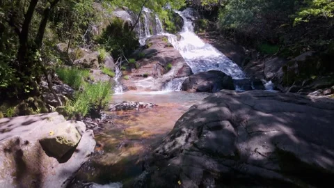 Lush spring forest creek flowing over mossy stones Stock Footage 333757299