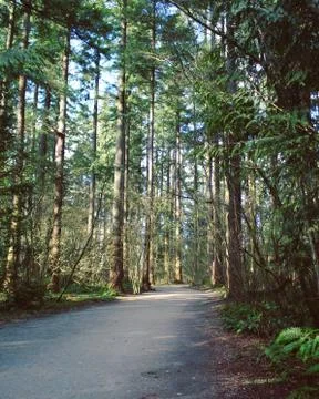 Lush Spring Forest Landscape Stock Photos