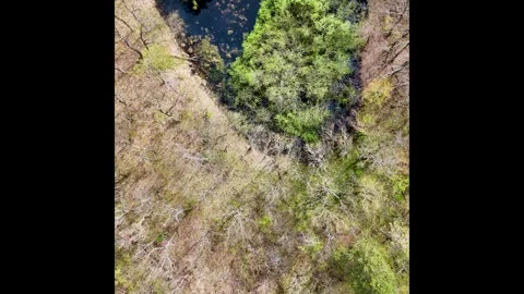 Lush Spring Wetlands with Dense Foliage and Shimmering Pond Stock Footage 281105124
