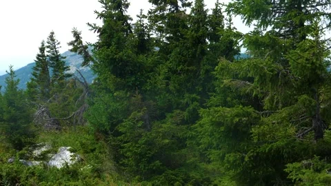 Lush Spruce Forest and Mountain Landscape in the Southern Urals, Russia, on a Su Stock Footage 325349034