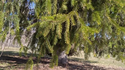 A lush spruce tree in the forest Stock Footage 330639084