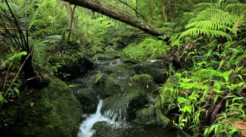 Lush Stream in Jungle Stock Footage
