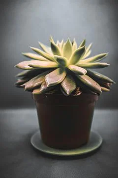 Lush succulent basking in soft light, showcasing vibrant green and subtle b.. Stock-Fotos