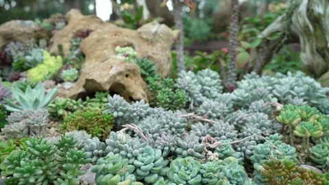 Lush succulent garden bed featuring rocks Видео 327633184