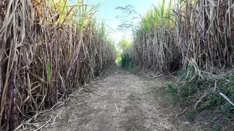 Lush Sugar Cane Field Pathway Surrounded by Tall Green Plants Stock Footage 345137484