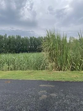 Lush Sugarcane Fields under a Cloudy Sky Stock Photos