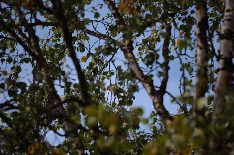 Lush summer tree Stock Photos