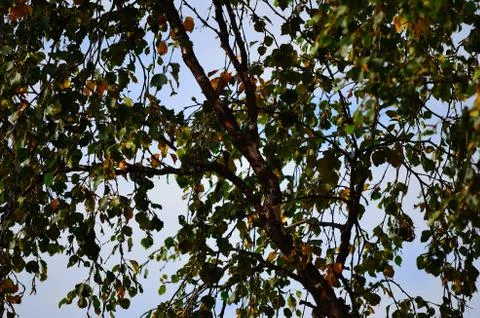 Lush summer tree Stock Photos