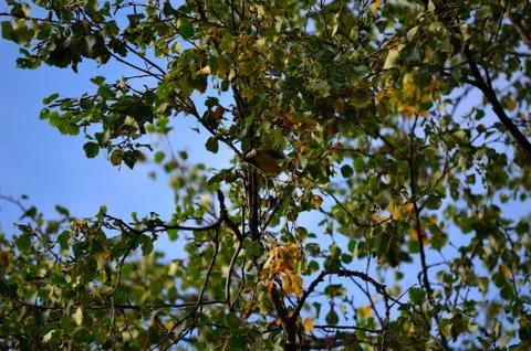 Lush summer tree Stock Photos