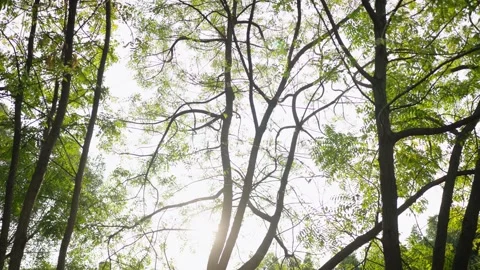 A lush, sun-drenched forest landscape; a breathtaking view looking up above the  Stock Footage 331232444