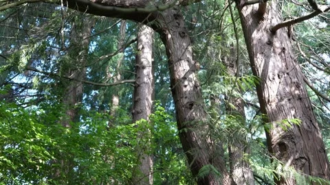 Lush Sunlit Forest with Tall Trees and Green Foliage in Summer Woodland Scene Stock Footage 315926385