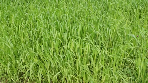 Lush Tall Wheat Field 스톡 동영상 332542062