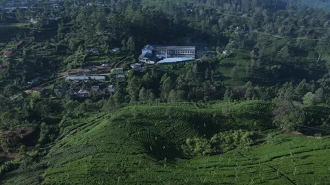 Lush Tea fields and factory in the distance Stock Footage 296930330