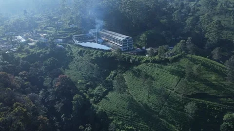 Lush tea fields and factory - early morning Stock Footage 296930800