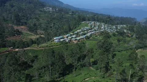 Lush tea fields and forest with estate worker housing Stock Footage 296930911