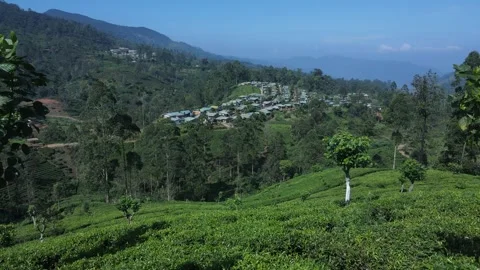 Lush tea fields with estate worker housing Stock Footage 296930927