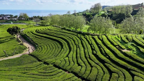 Lush tea fields forming curved terrace patterns on green slopes of Azores Stock Footage 338259708