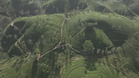Lush Tea Fields Highlands of Hatton Sri Lanka I DLog M Flat Color Stock Footage 314990762