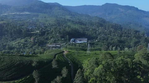 Lush tea fields, mountains Stock Footage 296930772