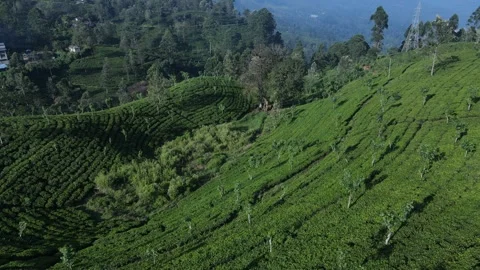 Lush tea fields in valley - drone fly back Vidéo 296930740