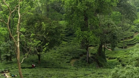 Lush tea plantation surrounded by towering trees and tropical forest Vídeos de archivo 337927080