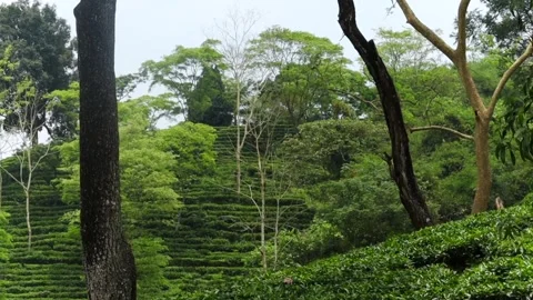 Lush tea plantation surrounded by trees in a scenic hillside landscape Stockbeeldmateriaal 337927662