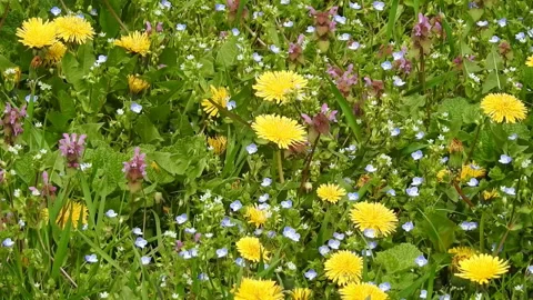 Lush temperate flora in early spring season Video stock 152815934