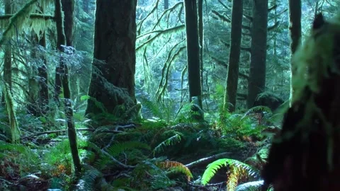 Lush temperate rainforest background with mossy trees and ferns in a misty 스톡 동영상 347153602