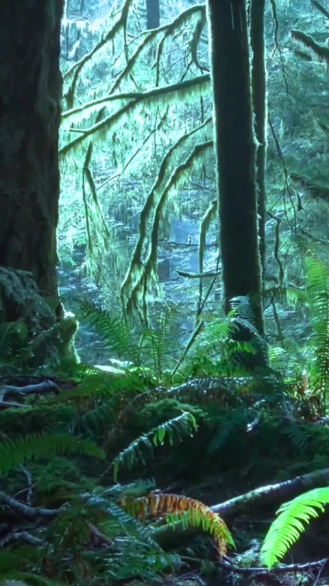 Lush temperate rainforest background with mossy trees and ferns in a misty Stock-Footage 347154801