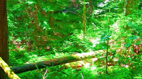 Lush temperate rainforest with fallen log and wild ferns Stock Footage 339039590