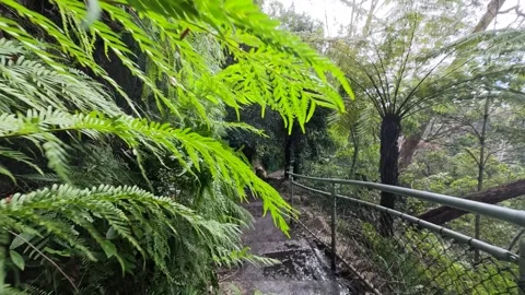 Lush Temperate Rainforest Hiking Trail with Tree Ferns Stock Footage 341649277