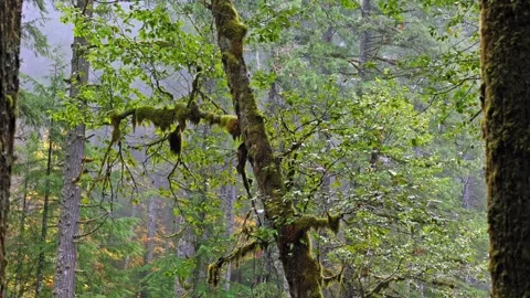Lush Temperate Rainforest in Mount Rainier National Park, Washington State Stock Footage 332143008