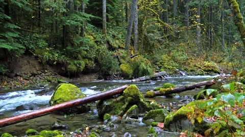 Lush Temperate Rainforest Stream in Mount Rainier National Park Vídeo Stock 332142740