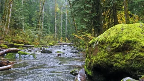 Lush temperate rainforest stream in Mount Rainier National Park, Pacific Northwe Vídeo Stock 332143035