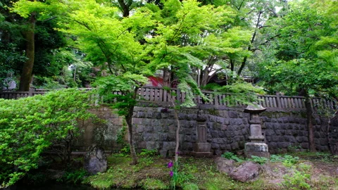The Lush Temple of Jindaiji Video stock 333133048