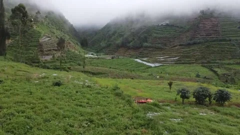 Lush Terraced Fields in Misty Mountains Stock Footage 280096179