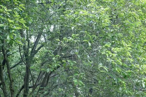 Lush texture of tree branches and dense green foliage.. Stock Photos