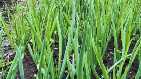 A lush thicket of green onions, Stock Footage 308289892
