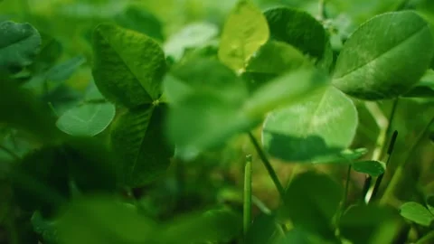 Lush three-leafs clover in a garden Stock Footage 301328527