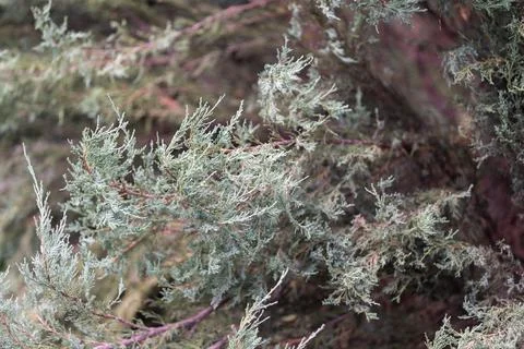 Lush thuja branches dancing in the gentle breeze beneath a soft overcast sky Stock Photos