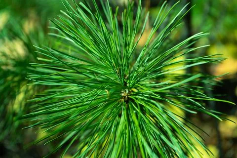 The lush tip of a cedar branch. Foto stock