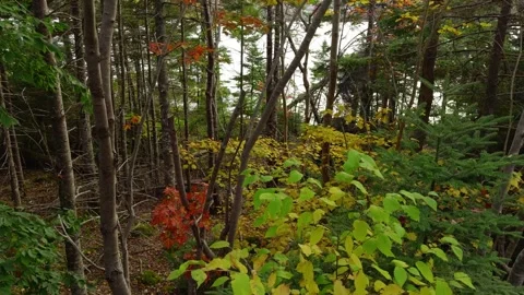 Lush Trail Lined with Vibrant Autumn Leaves Full Peak Foliage Season in Canadian Video stock 319870547