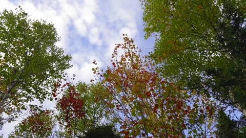 Lush Trail Lined Vibrant Autumn Leaves Foliage Season in Canadian Countryside. Stock Footage 319872467