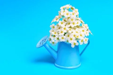 Lush Tree Blossoms in a Miniature Watering Can on Blue Stock Photos