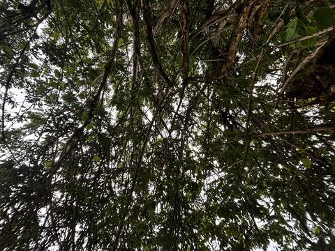 A lush tree branch Stock Photos
